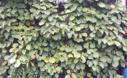 mehrjährige Kiwipflanze mit Früchten